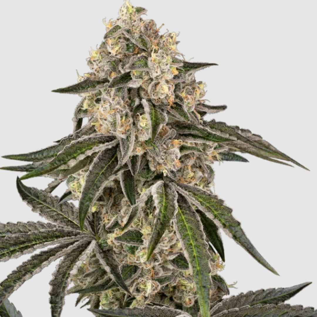 Sunset Peach Cannabisblüte mit dichten Knospen und harzigen Trichomen.