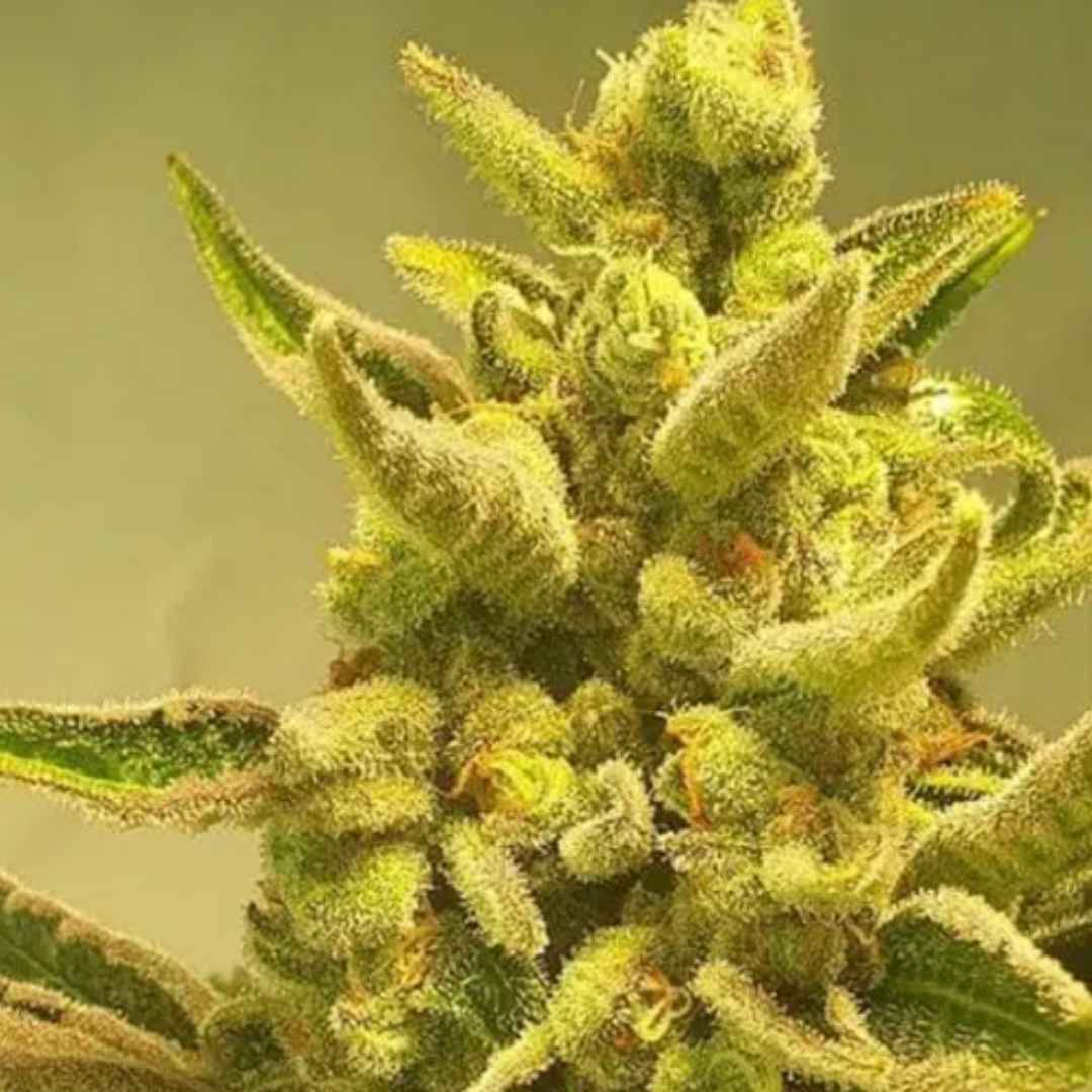 Supa Choopz von ZmoothieZ mit dichter, stark harziger Cannabisblüte und violett-grünen Farbtönen.