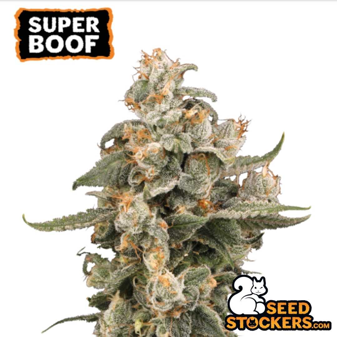Auto Super Boof Hauptcola mit dichten, harzigen Blüten, vielen Trichomen und orangefarbenen Stempeln