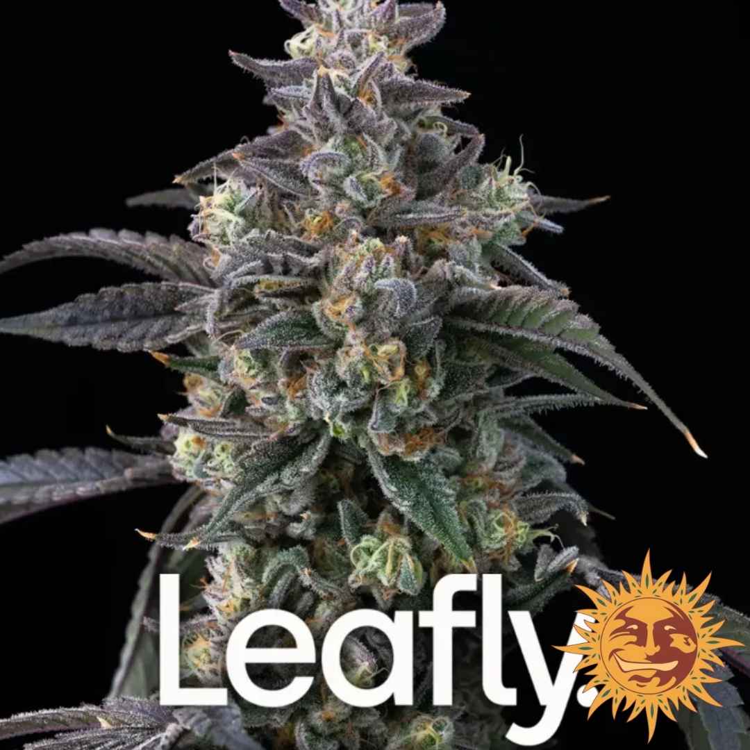 Super Boof Cannabisblüte mit dichten, harzreichen Buds und violett-grünen Blättern von Barney’s Farm.