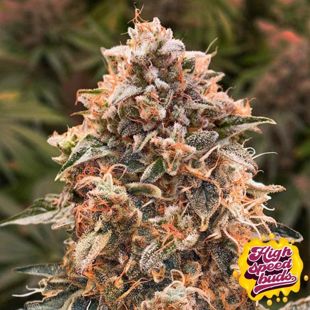 Kompakte, harzige Blüte von Super Glue #4 Auto mit dichten Buds, orangefarbenen Stempeln und starker Trichombedeckung