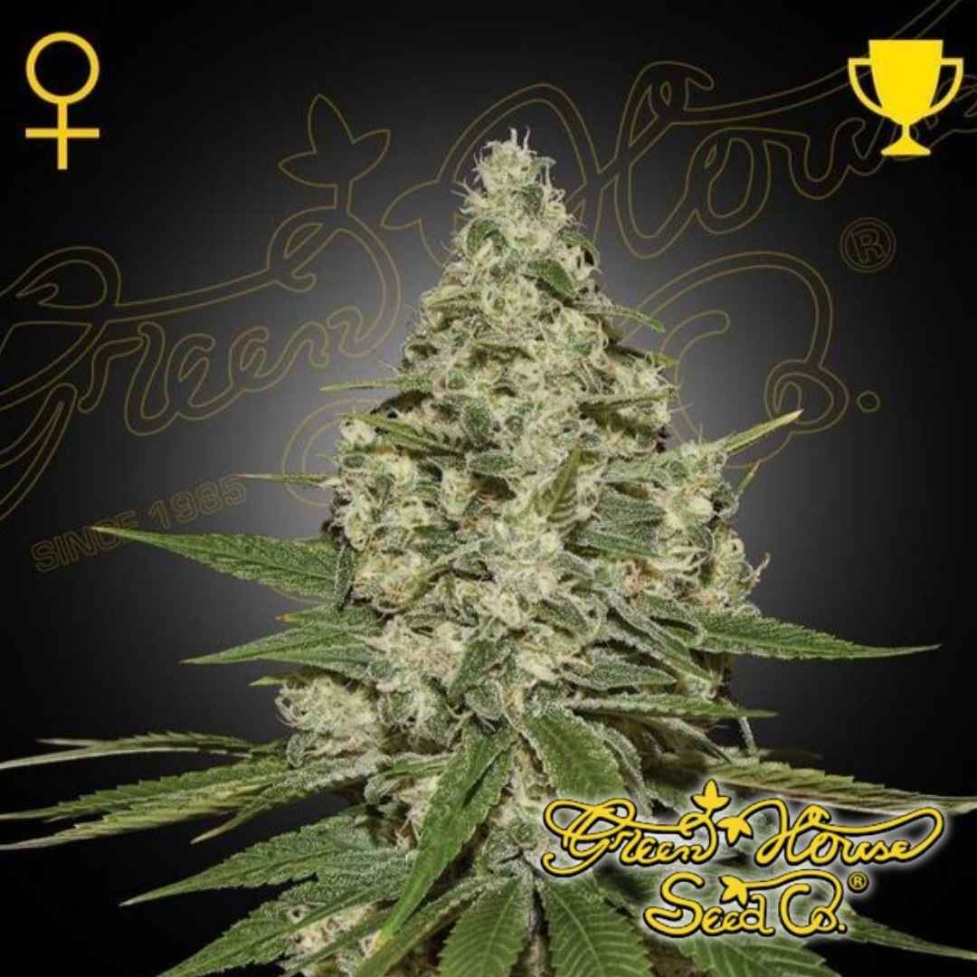 Super Lemon Haze Auto Cannabispflanze mit dichten, harzigen Blüten und ausgeprägten Trichomen in der Blütephase