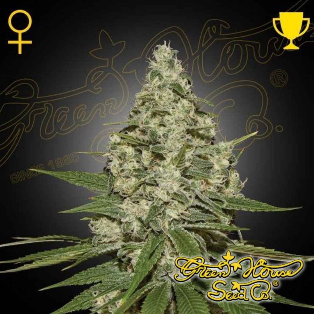 Blühende Super Lemon Haze Pflanze mit dichten, harzigen Buds und ausgeprägter Sativa-Struktur