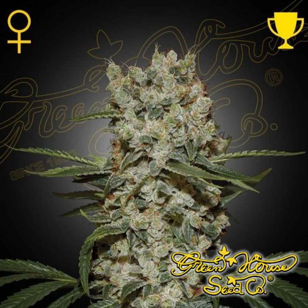 Super Silver Haze Hauptblüte mit dichten, harzigen Buds und hellen Blütenstempeln an einer weiblichen Cannabispflanze