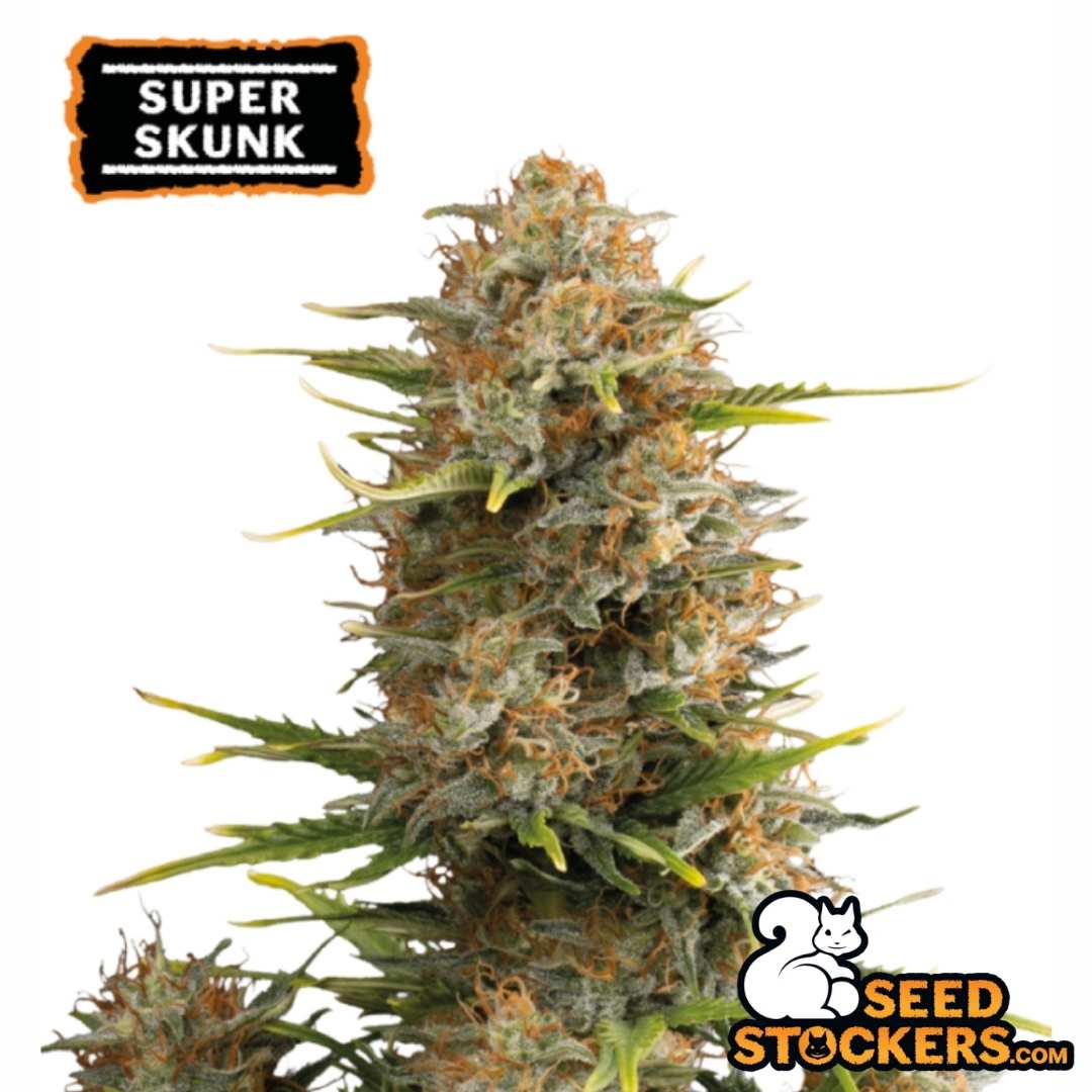 Dichte Auto Super Skunk Blüte mit orangefarbenen Blütenhaaren und harzigen Trichomen