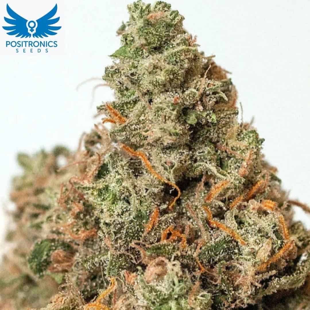 Supercheese Cannabis Blüte mit dichten, harzigen Buds und orangefarbenen Pistillen, typische kompakte Struktur der Supercheese Sorte