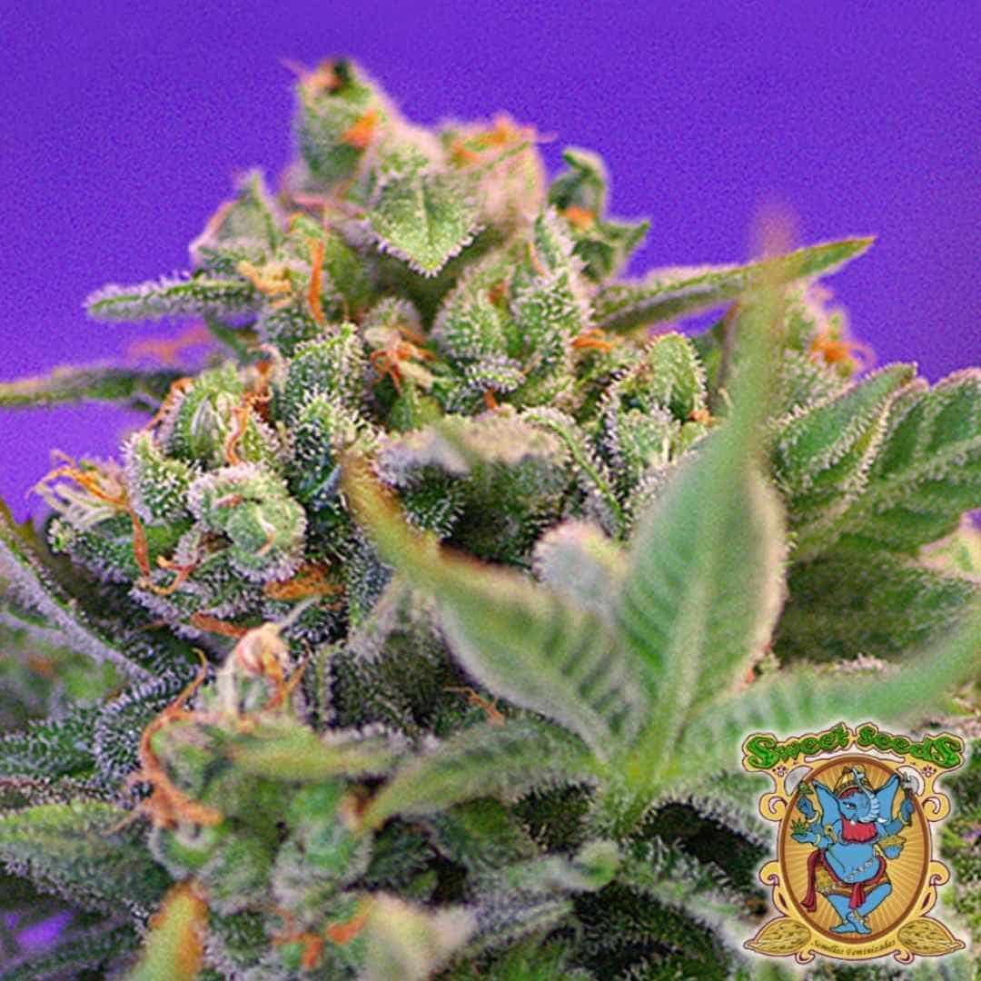 Nahaufnahme einer reifen Sweet Cheese Blüte mit dichten Trichomen und orangefarbenen Blütenhärchen.