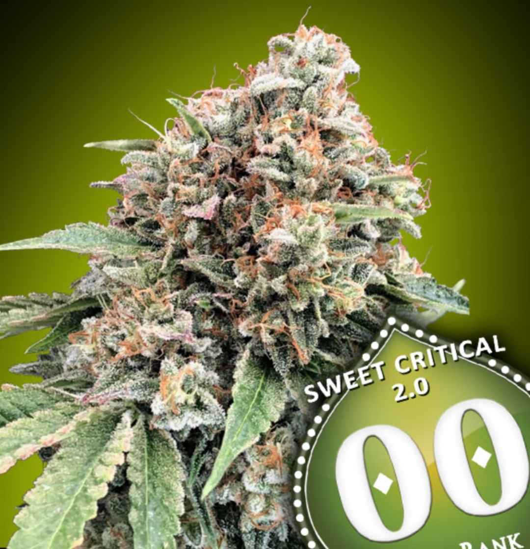 Sweet Critical 2.0 Cannabisblüte mit dichten, harzigen Knospen und leuchtenden orangefarbenen Fäden.