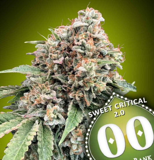 Sweet Critical 2.0 Cannabisblüte mit dichten, harzigen Knospen und leuchtenden orangefarbenen Fäden.