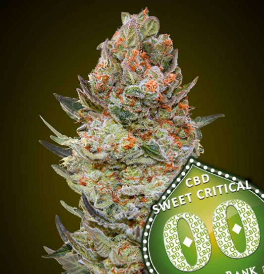 Sweet Critical CBD Bud dicht mit Harz überzogen, orange Haare und grünes 00 Seeds Bank Logo