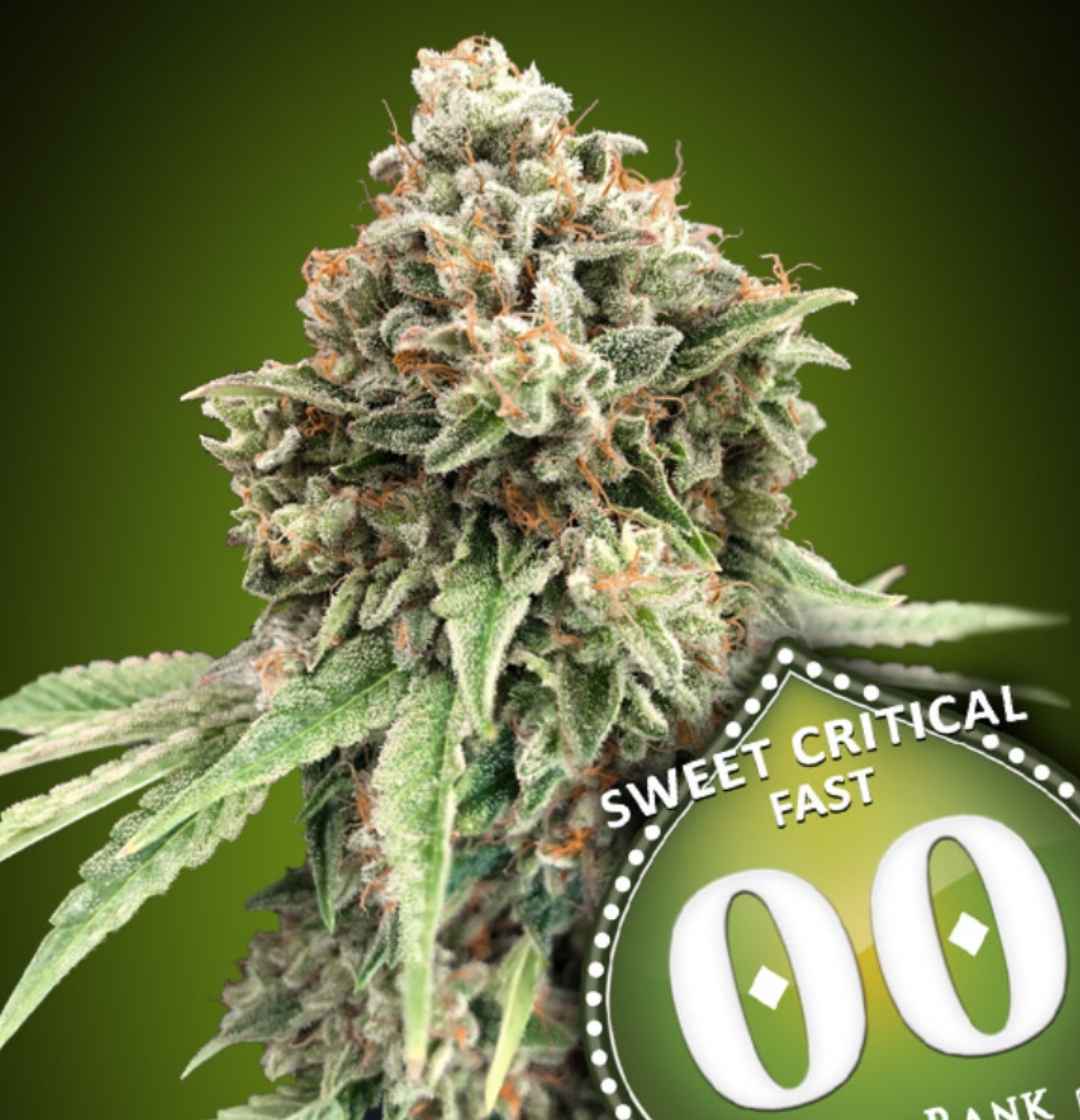 Kompakte, mit Harz überzogene Sweet Critical Fast Blüte mit orangefarbenen Fäden und 00 Seeds Bank Emblem