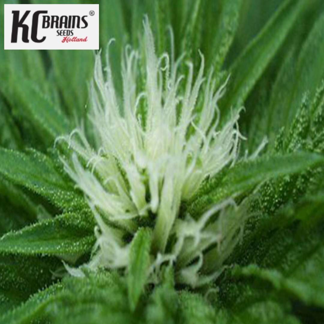 Sweet Dreams Cannabisblüte mit weißen Blütenfäden und grünen harzigen Blättern