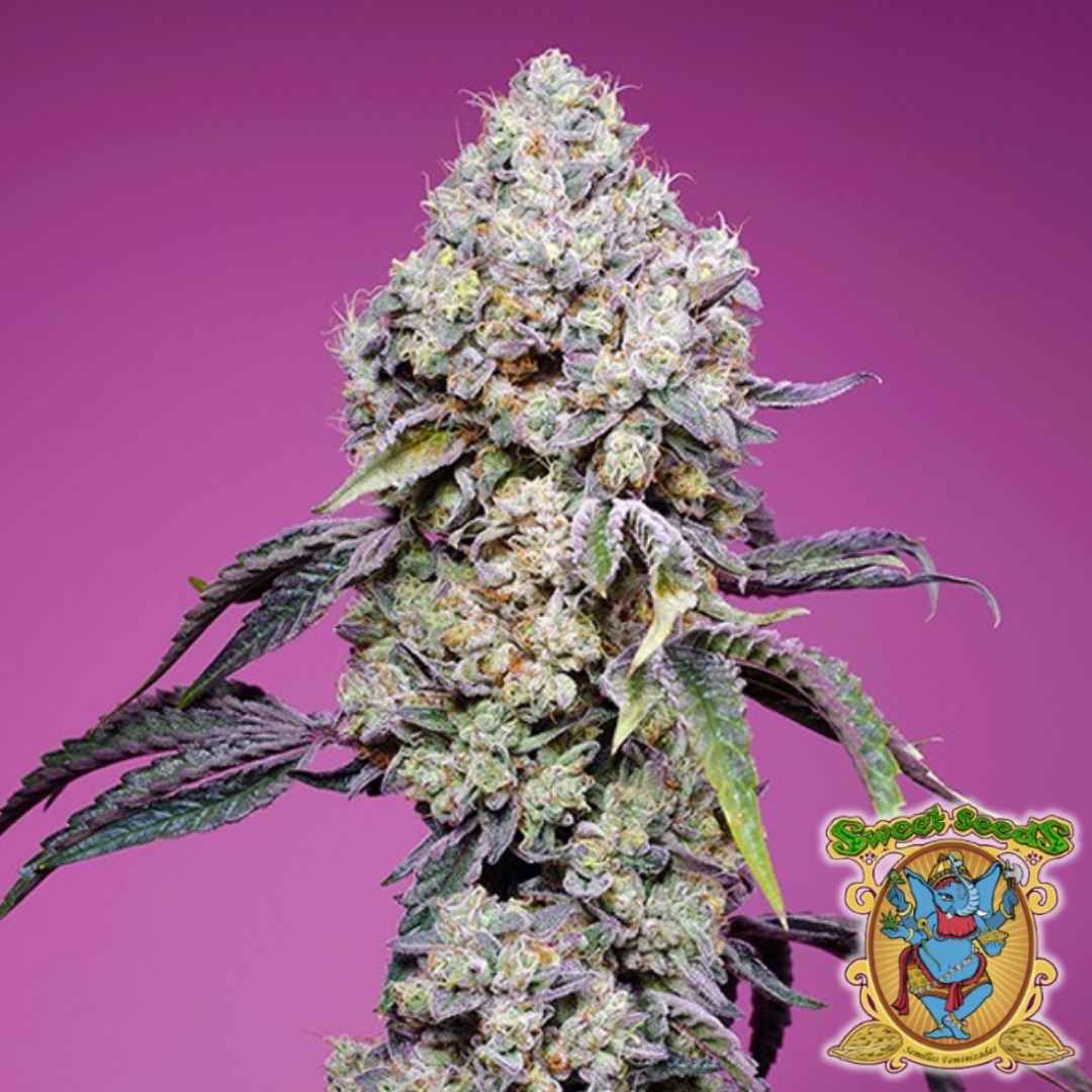 Dichte, harzreiche Blüte der Sweet Mandarine Z F1 Fast Version mit violetten Blättern und orangefarbenen Härchen.