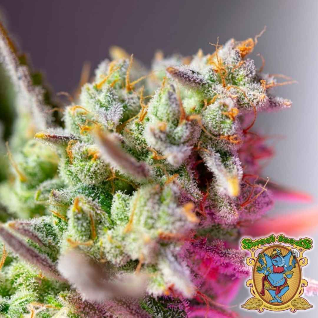 Nahaufnahme einer harzreichen Sweet Mimosa XL Auto Blüte mit violetten Spitzen und orangefarbenen Blütenhaaren.