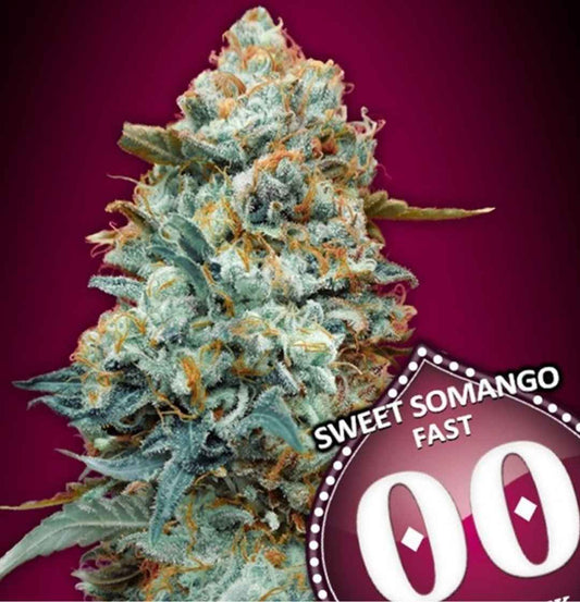 Harzüberzogener Sweet Somango Fast Bud mit leuchtenden Orangepistillen, daneben 00-Logo
