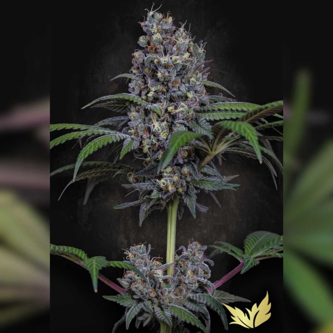 Dichte Sweetopia-Blüte mit violetten Nuancen, orangefarbenen Härchen und frostiger Harzschicht.