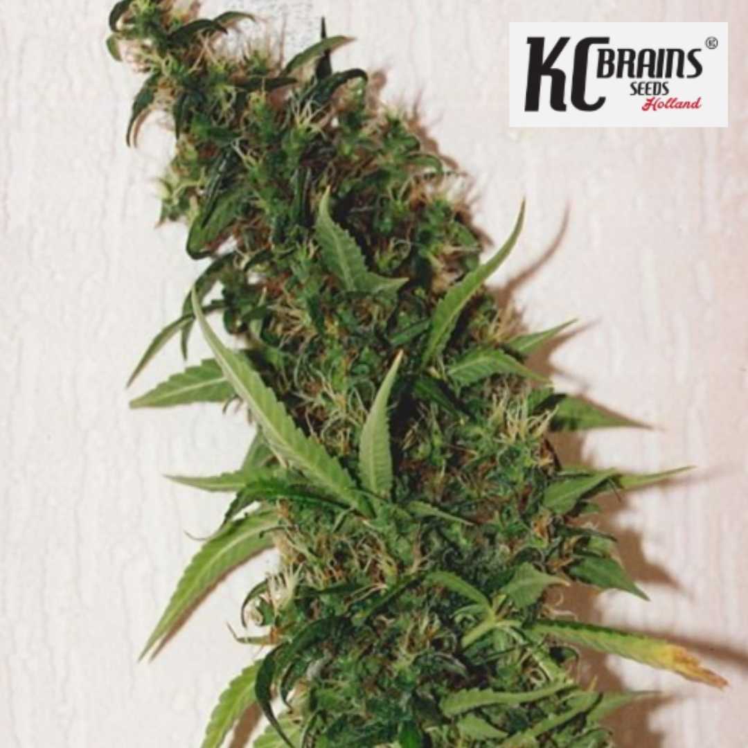 Swiss XT Cannabisblüte mit grünen Blättern und harzigen Blütenkelchen