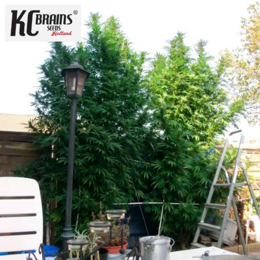 T.N.R. Cannabispflanzen mit dichtem Wuchs im Outdoor-Garten