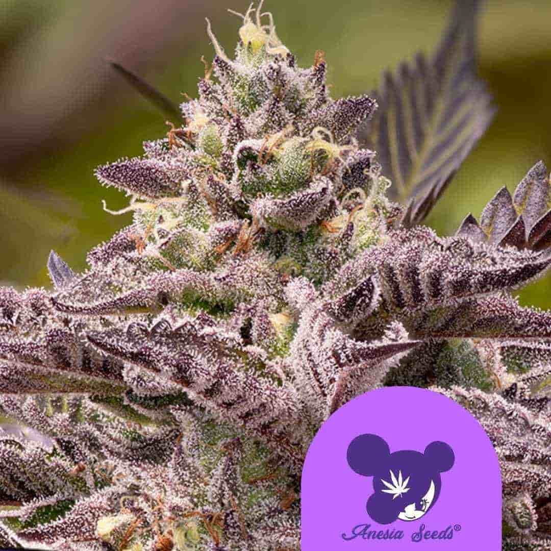 Tahiti Vibez Auto Blüte mit dichten Trichomen und violett überzogenen Zuckerblättern