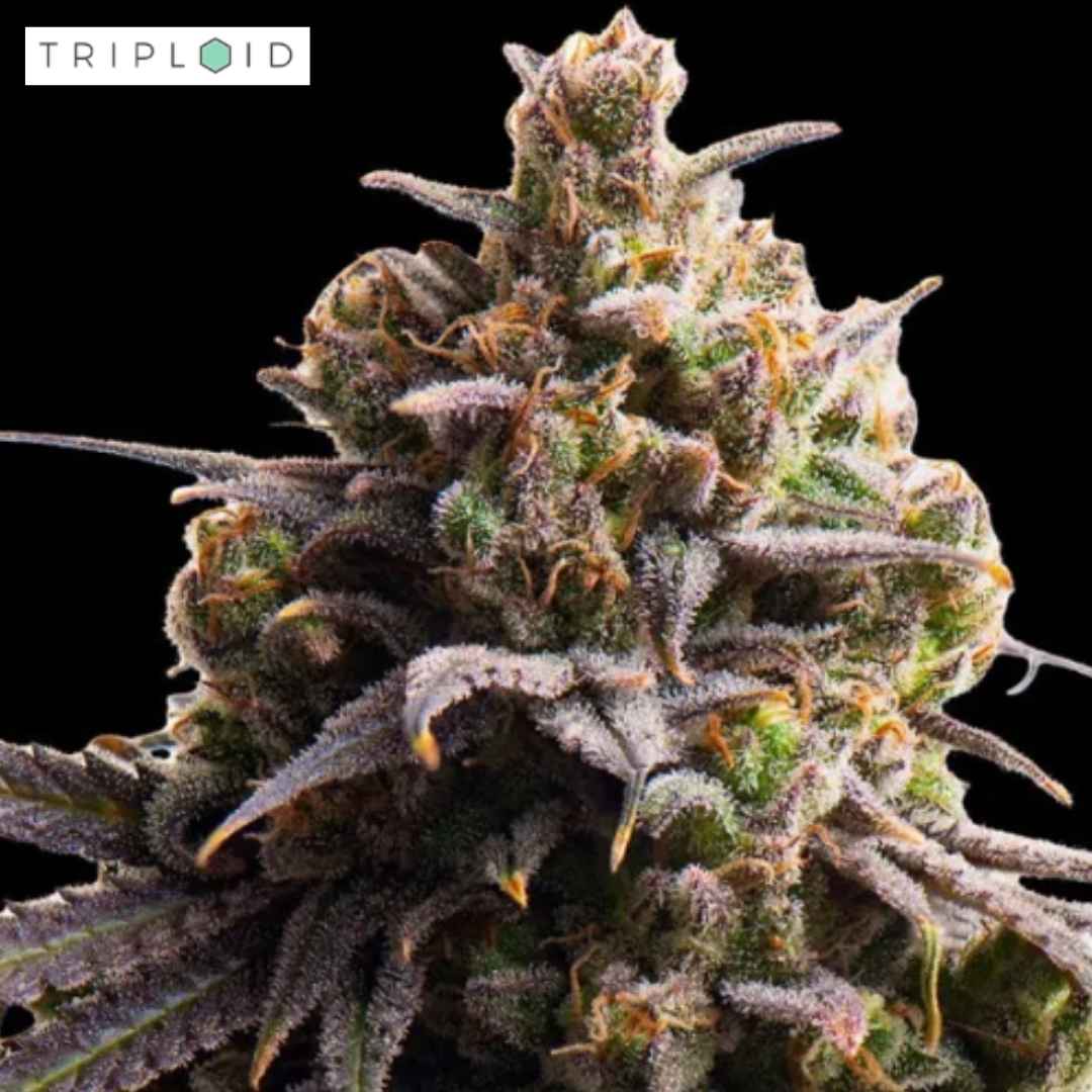 Harzreiche Tahitian Tingle Blüte von Triploid Genetics mit violetten Kelchen und orangefarbenen Stempeln
