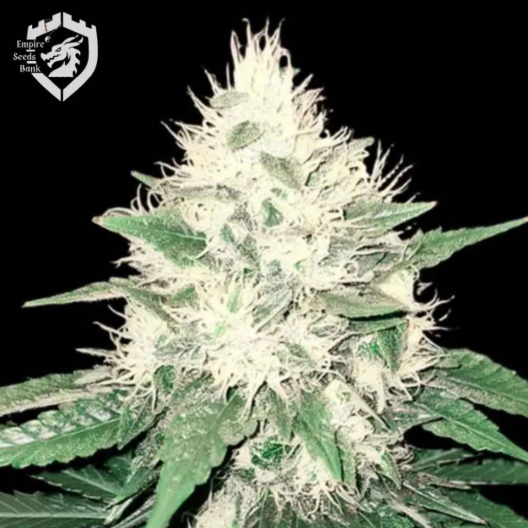Tahoe Bilbo Blüte mit vielen weißen Trichomen und schmalen grünen Blättern