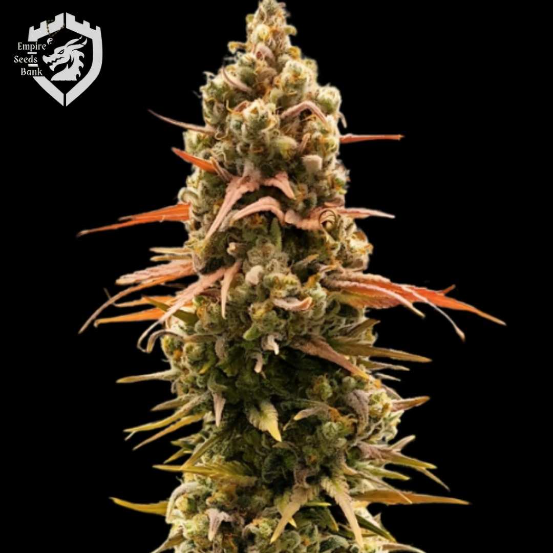 Taipan Moonbow Cannabisblüte mit dichten Buds, orangefarbenen Härchen und sichtbaren Harzkristallen