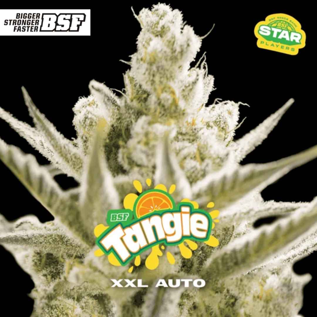 Auto Tangie XXL Blüte mit dichten, harzigen Buds und ausgeprägter Trichombedeckung in der Reifephase