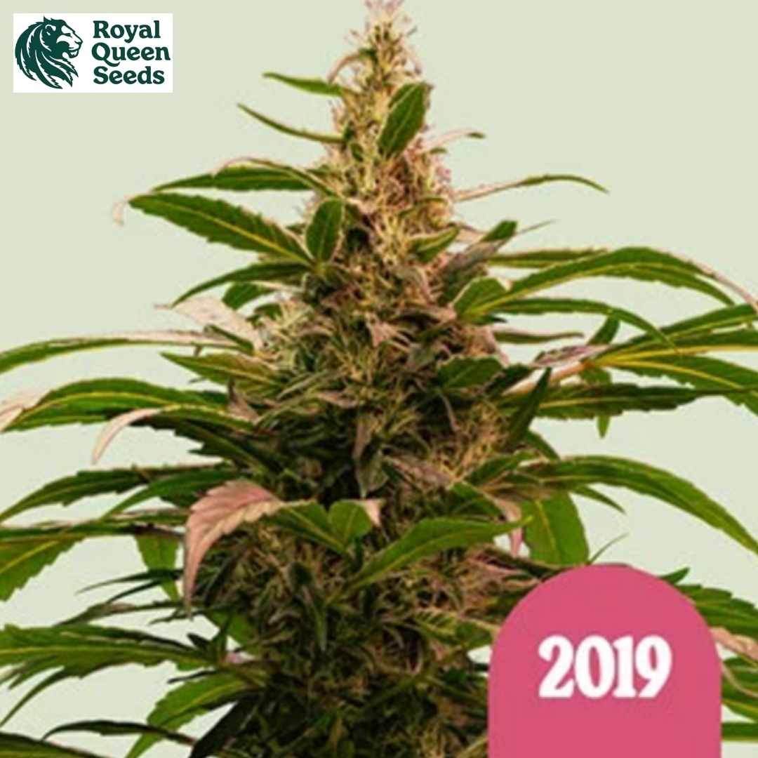 The 2019 Cannabispflanze mit harziger Blüte, schmalen grünen Blättern und sichtbaren Blütenfäden