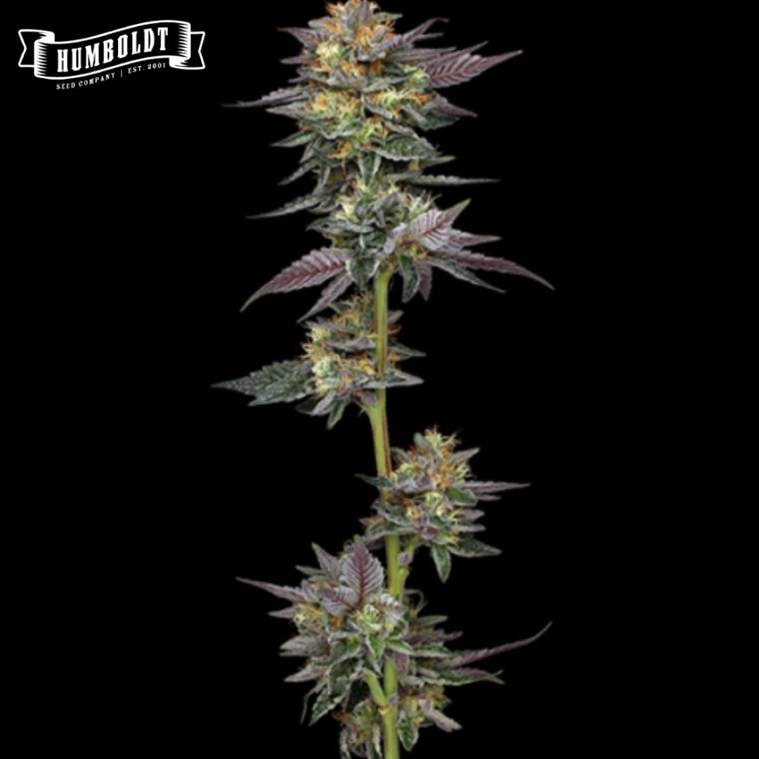 The Bling Cannabisblüte mit harzigen Buds, orangefarbenen Härchen und violetten Blättern