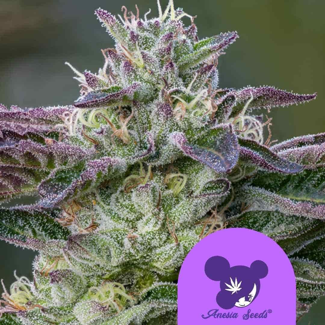 Nahaufnahme von The Sin Cannabisblüte mit dichten Trichomen und violett-grünen Blättern