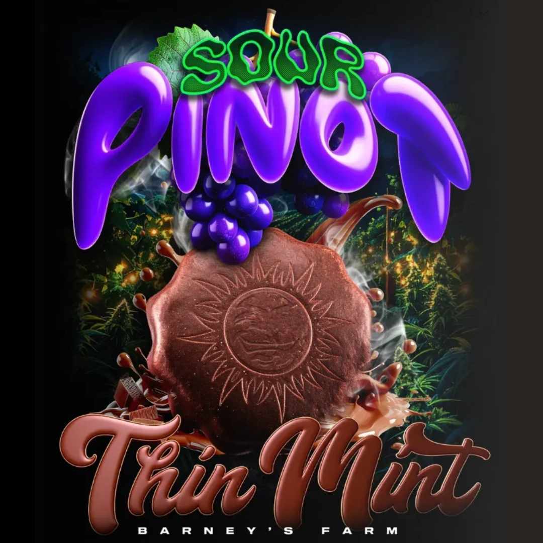 Dieser selbstblühende Hybrid ist eine Mischung aus Thin Mint und Sour Pinot Auto.