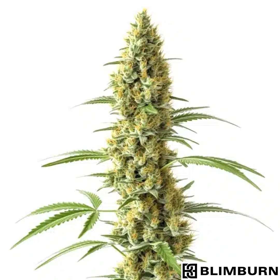 Tijuana Cannabisblüte mit dichtem Bud, harzigen Trichomen und langen grünen Blättern