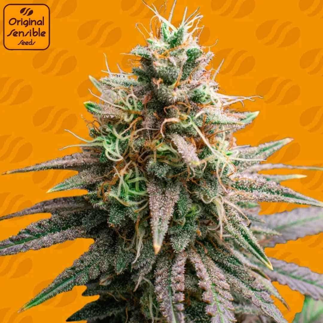 Tiramisu Cannabispflanze mit kompakter Hauptblüte, dichter Trichomschicht und orangefarbenen Blütenfäden