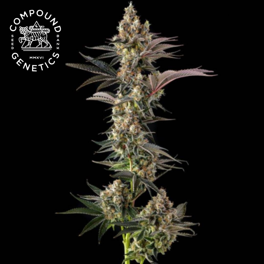 Tostones Cannabisblüte mit dichter Harzschicht und violetten Zuckerblättern