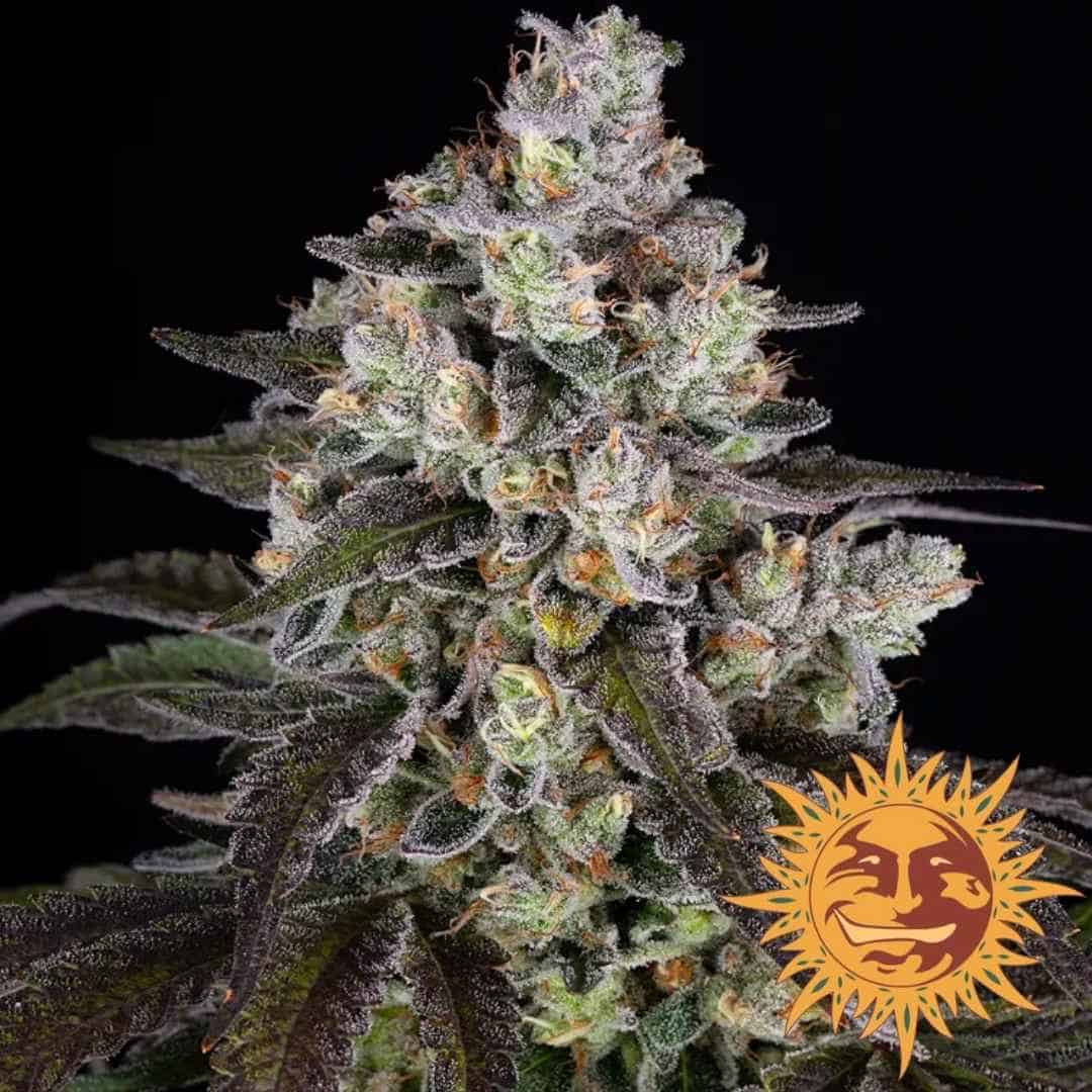 Trainwreck Blüte mit dichten Harztrichomen, orangefarbenen Blütenstempeln und dunklen Blättern