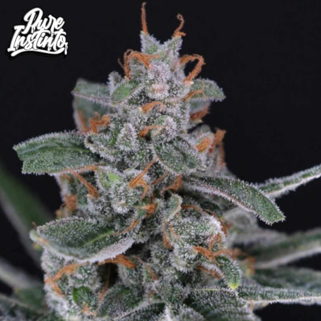 Tri-Whip Kush Auto Blüte mit dichten, harzigen Buds und orangefarbenen Härchen