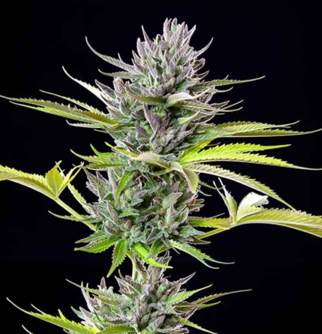 Reife Triple G Cannabispflanze mit violetten Buds und langen, gelb-grünen Zuckerblättern auf schwarzem Hintergrund