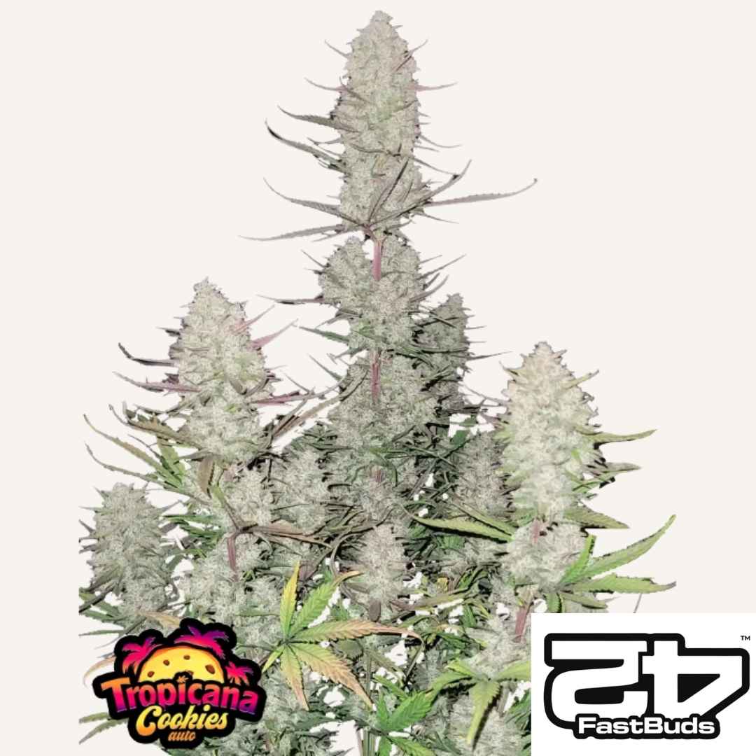 Frostige Buds der Tropicanna Cookies Auto von FastBuds mit dichten Harzschichten und kräftigen Colas