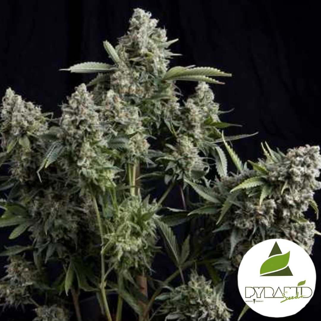 Tutankhamun Fast Pflanze mit dichten, harzreichen Blüten und kräftigen Seitentrieben