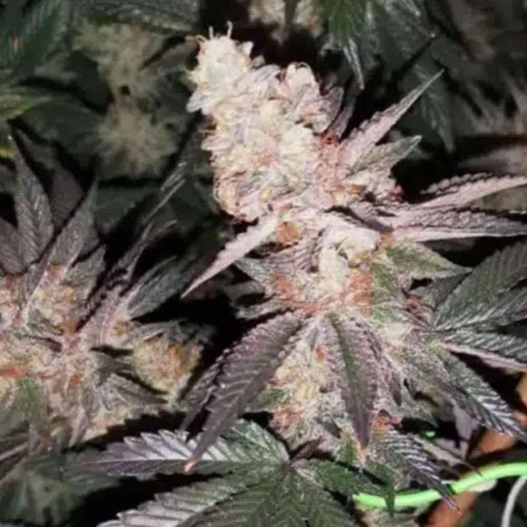 Tutti Candy von ZmoothieZ mit orange getönter, stark harziger Cannabisblüte und silbriger Trichomschicht.