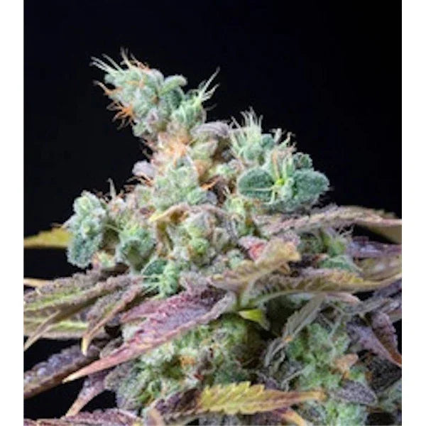 Txomango Cannabisblüte mit dichten, harzigen Knospen und violetten Akzenten, umgeben von kräftigem Grün und orangefarbenen Trichomen.