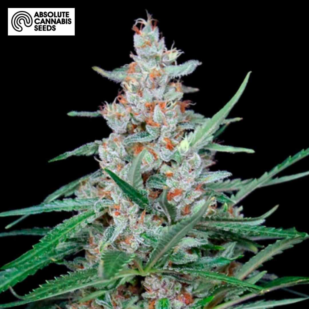 Utopia Cannabisblüte mit harzigen Kelchen, orangefarbenen Härchen und grünen Zuckerblättern