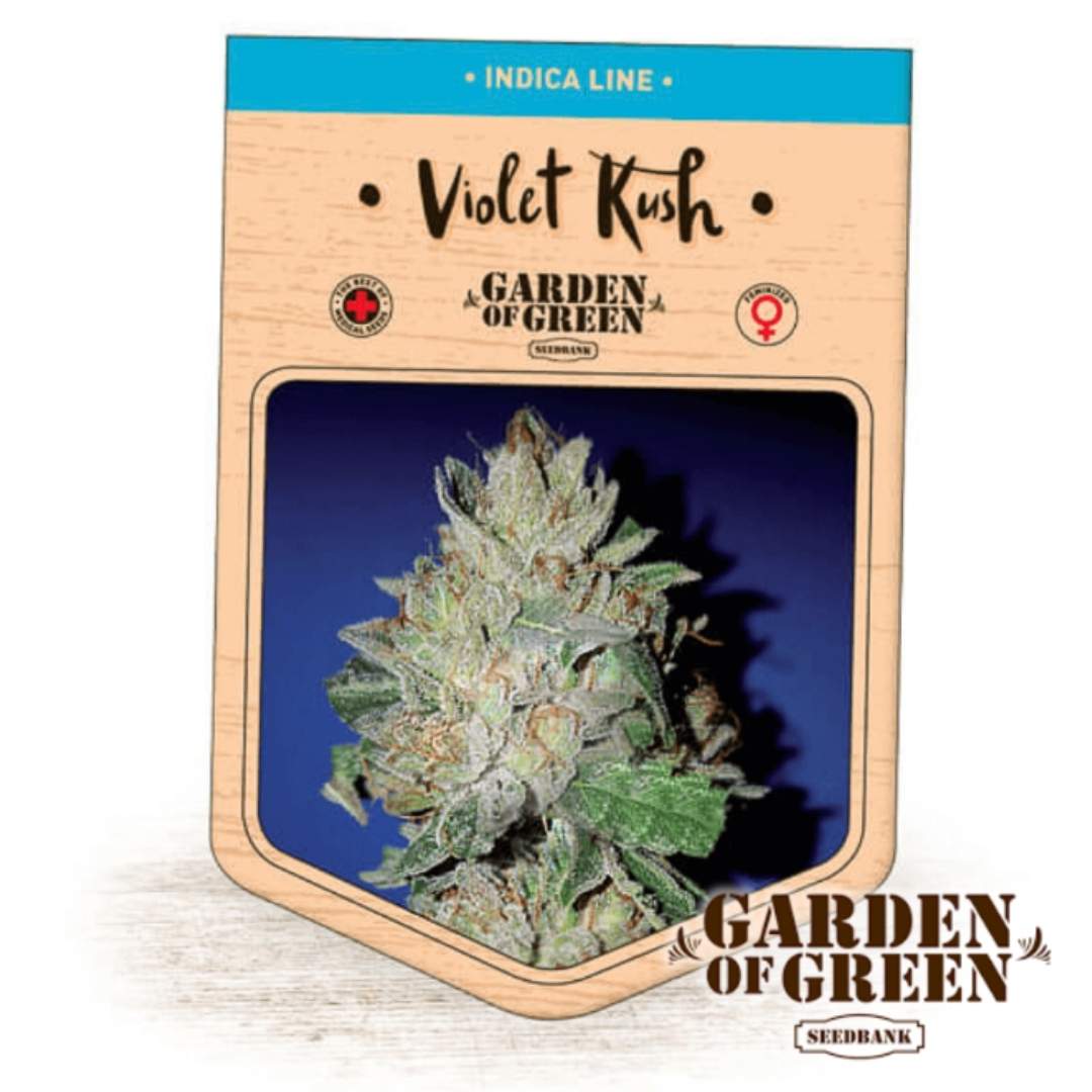 Amnesia Lemon Pie Samenverpackung mit harzigem, zitronigem Blütenstand von Garden of Green