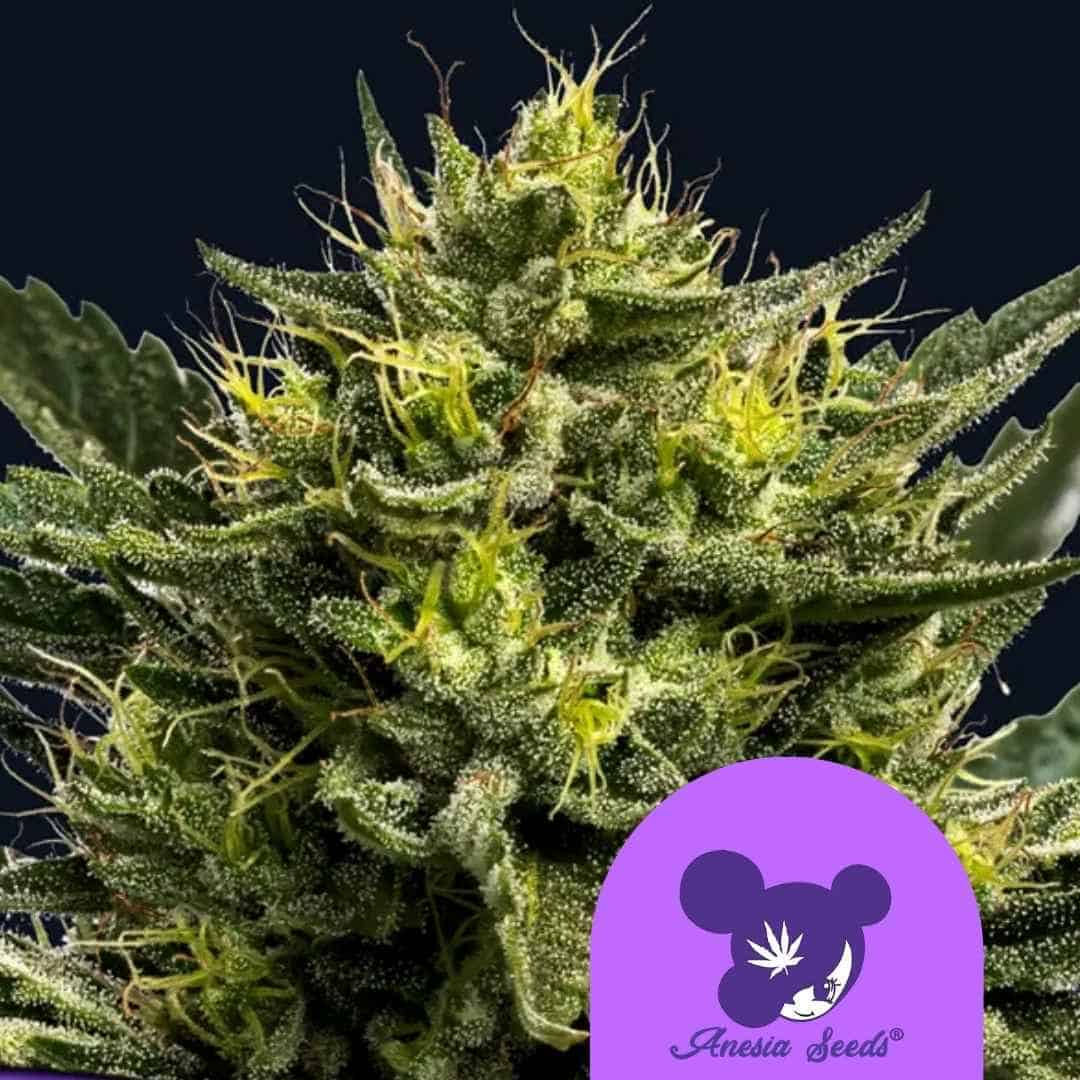 WHAM BOOM Auto Blüte mit dichten Knospen, Harzschicht und leuchtend orangefarbenen Blütenhärchen