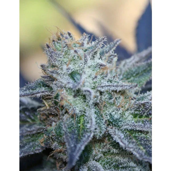 Frostige Washing Machine Bud mit dichten Trichomen und dunkelvioletten Blattspitzen bei natürlicher Beleuchtung.