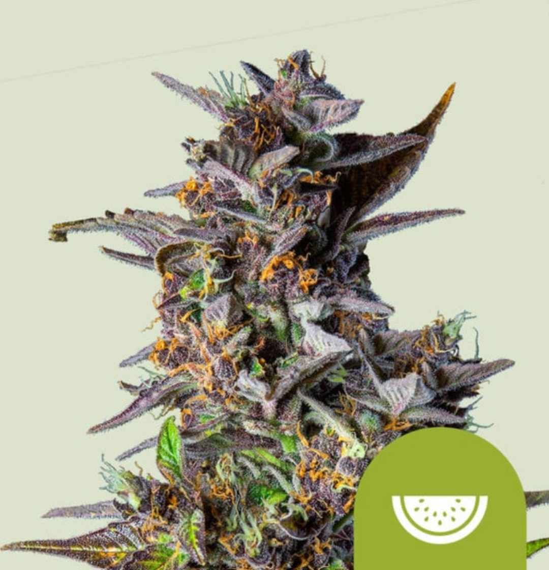 Watermelon Auto Blüte mit violetten Zuckerblättern, dichten grünen Knospen und orangenen Stigmen in Nahaufnahme