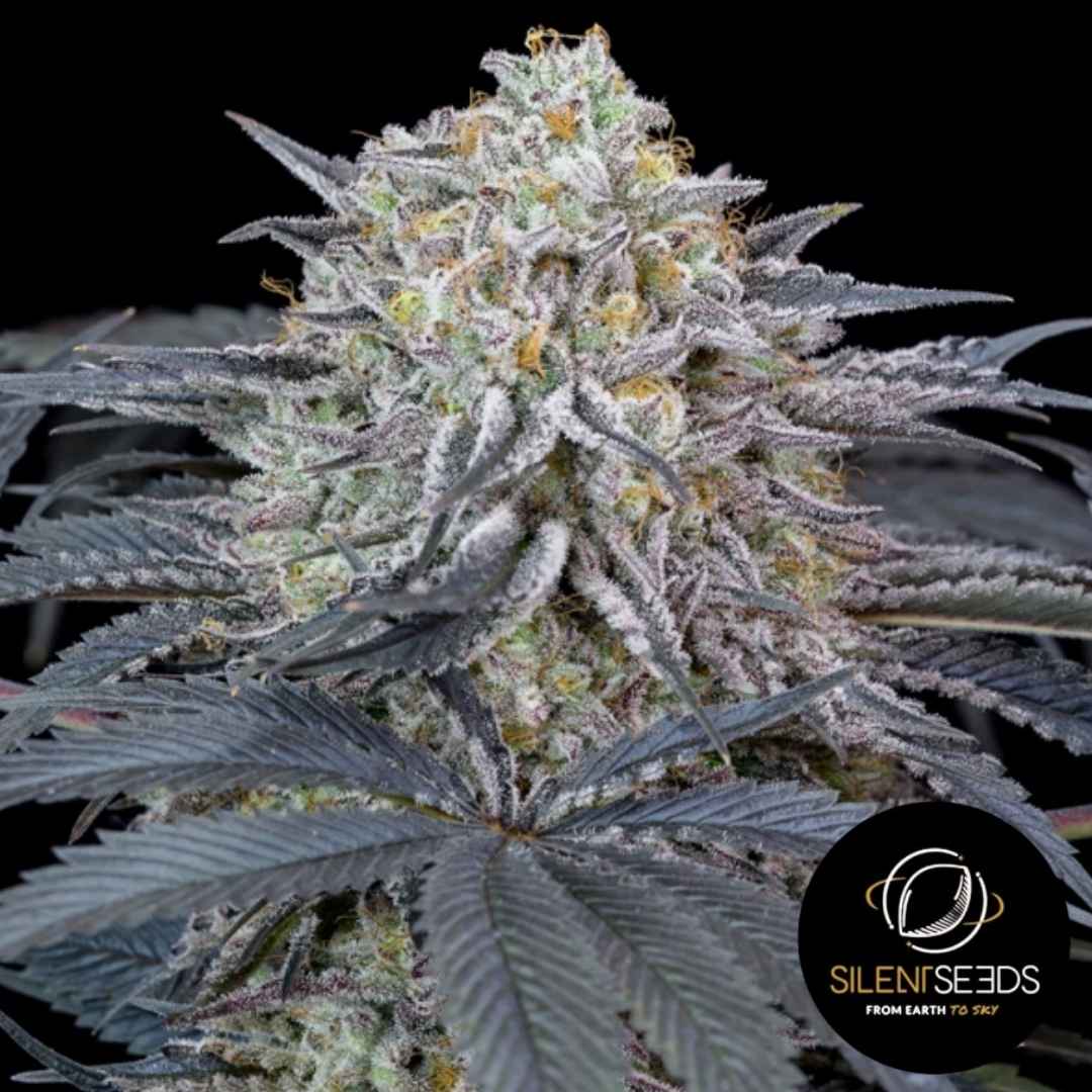 Dichte Watermelon Runtz Blüte mit lilafarbenen Blättern und einer dicken Schicht glänzender Harzkristalle.