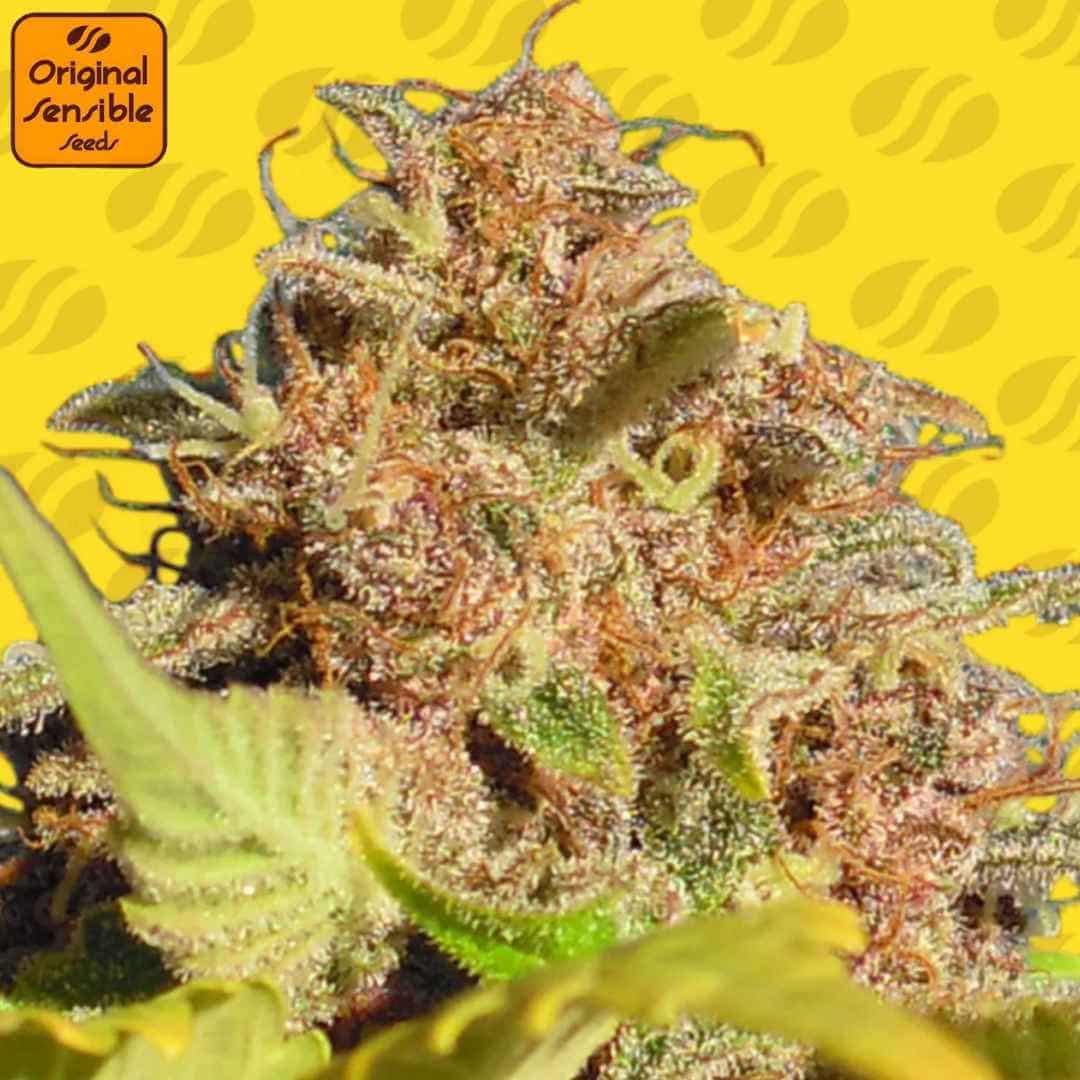 Auto Wedding Cake Blüte mit dichter Struktur, starker Harzschicht und orangefarbenen Stempeln an den Buds