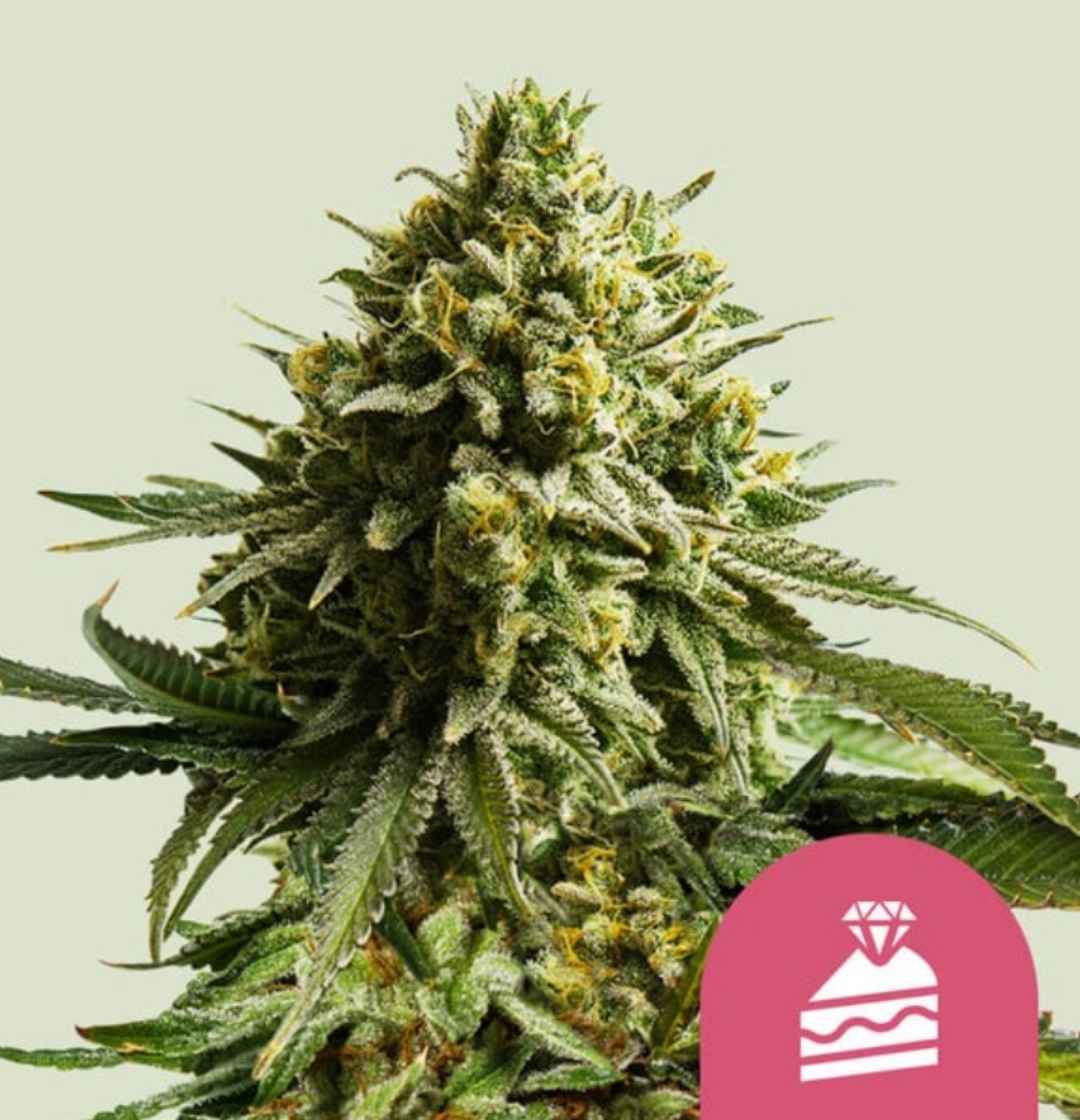 Wedding Cake Knospe mit dichten, harzüberzogenen Blüten und goldenen Trichomen