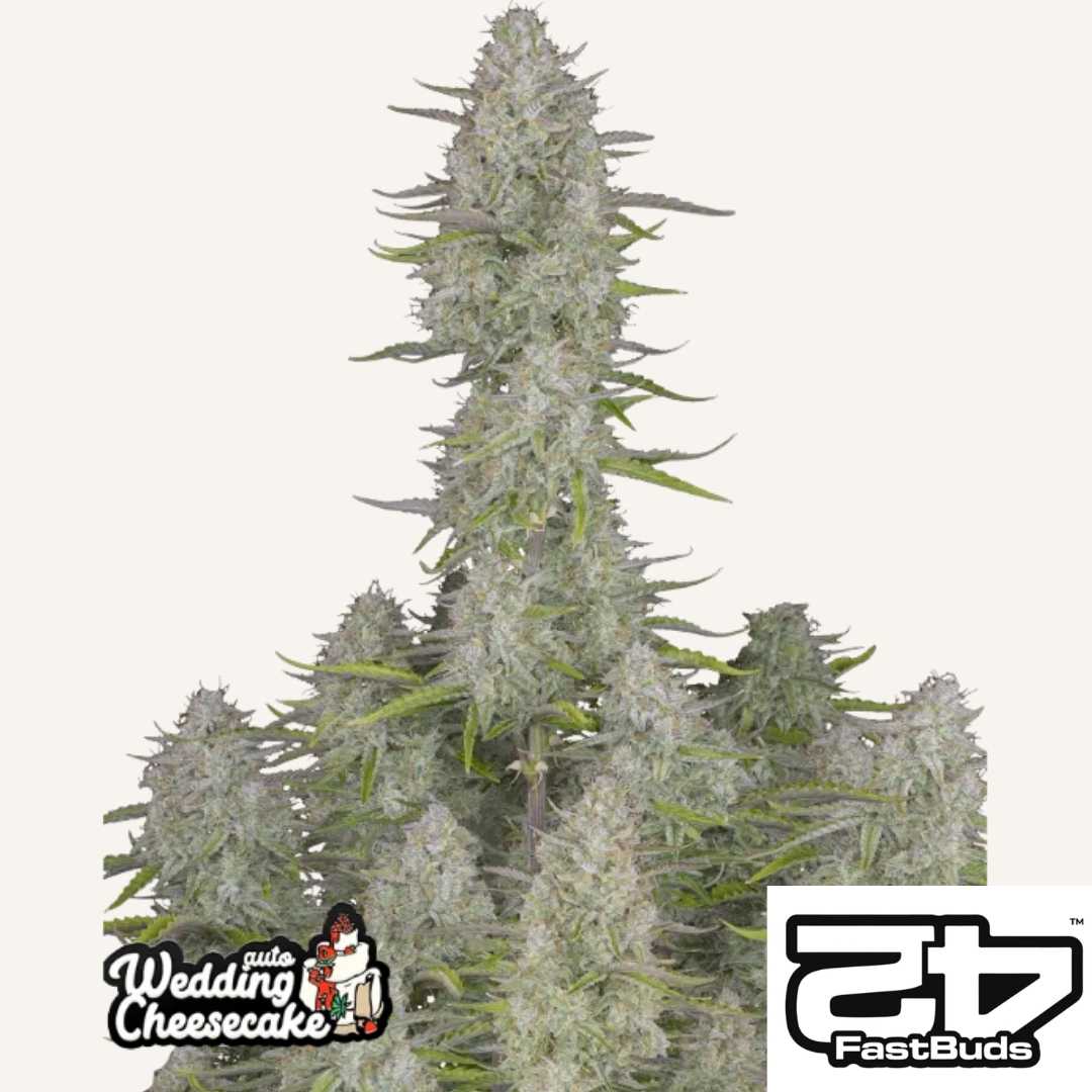 Wedding Cheesecake Auto Pflanze mit harzigen, dichten Buds und kräftigen Blütenständen